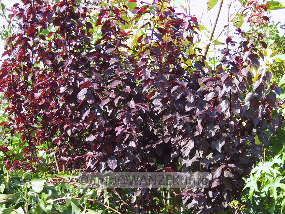 Prunus cerasifera Nigra 01 Laub.JPG